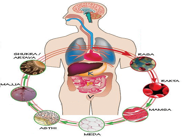 dhatu cycle dhatu saarta